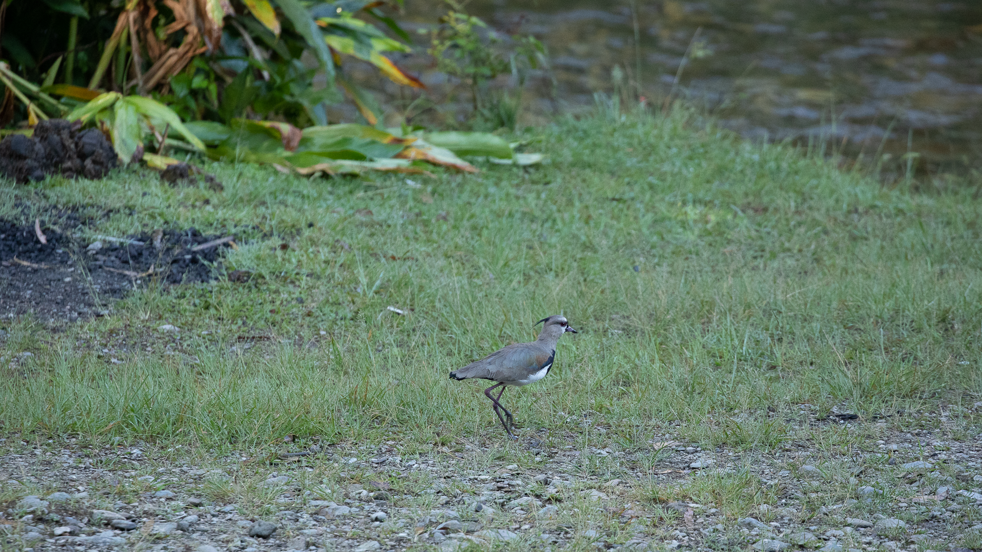 Southern Lapwing