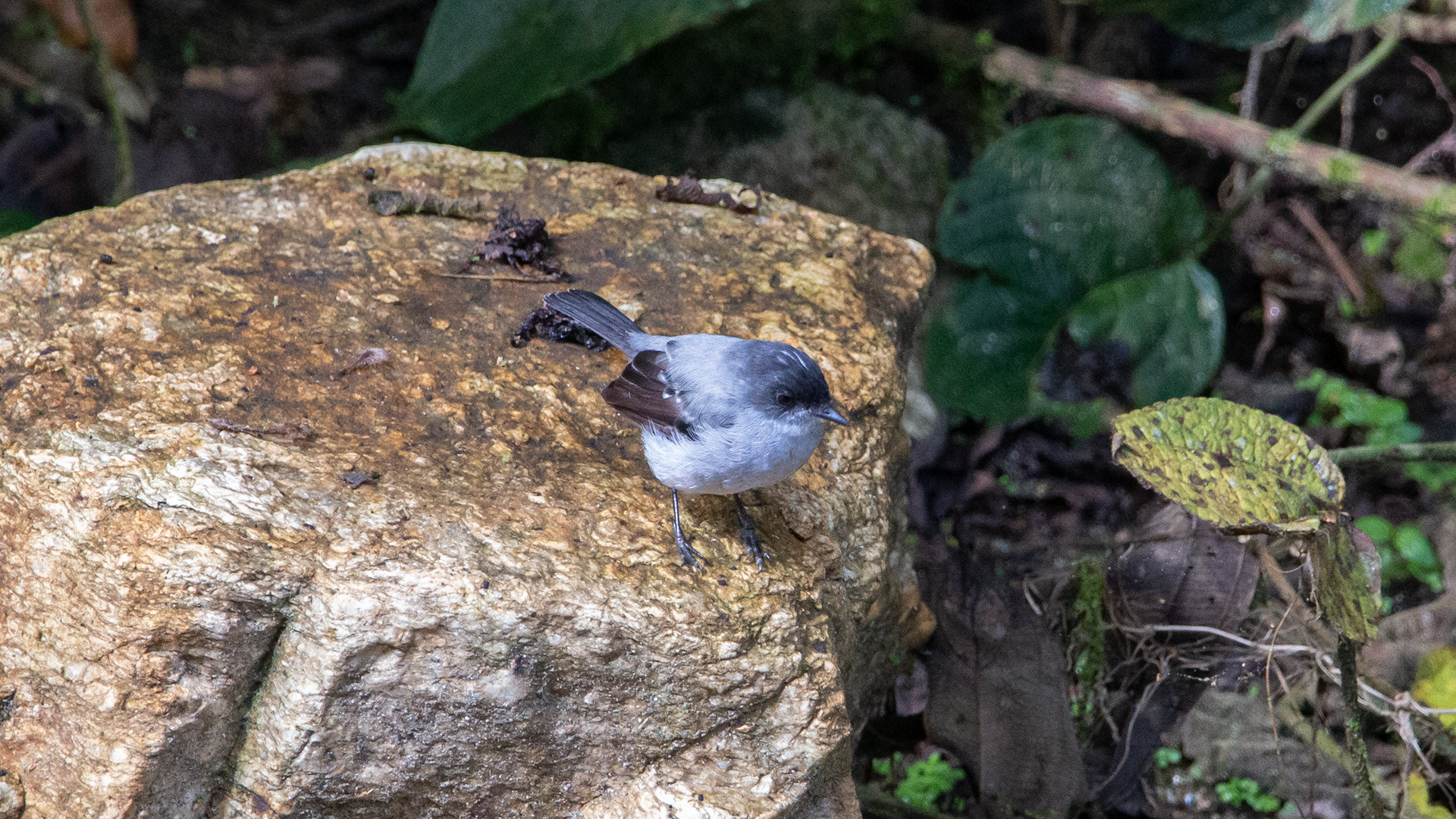 Torrent Tyrannulet