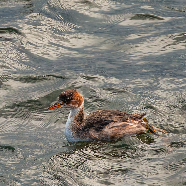 Grebe