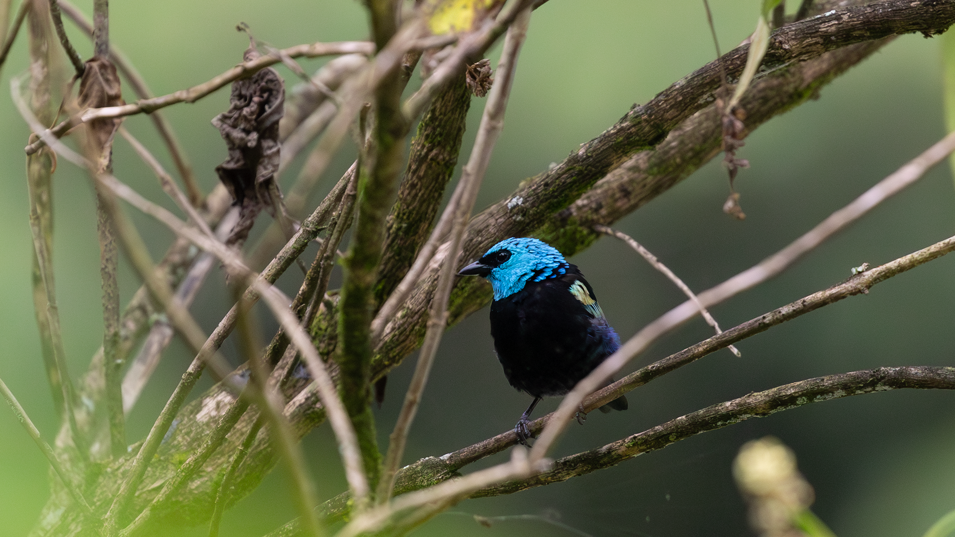 Blue-necked Tanager