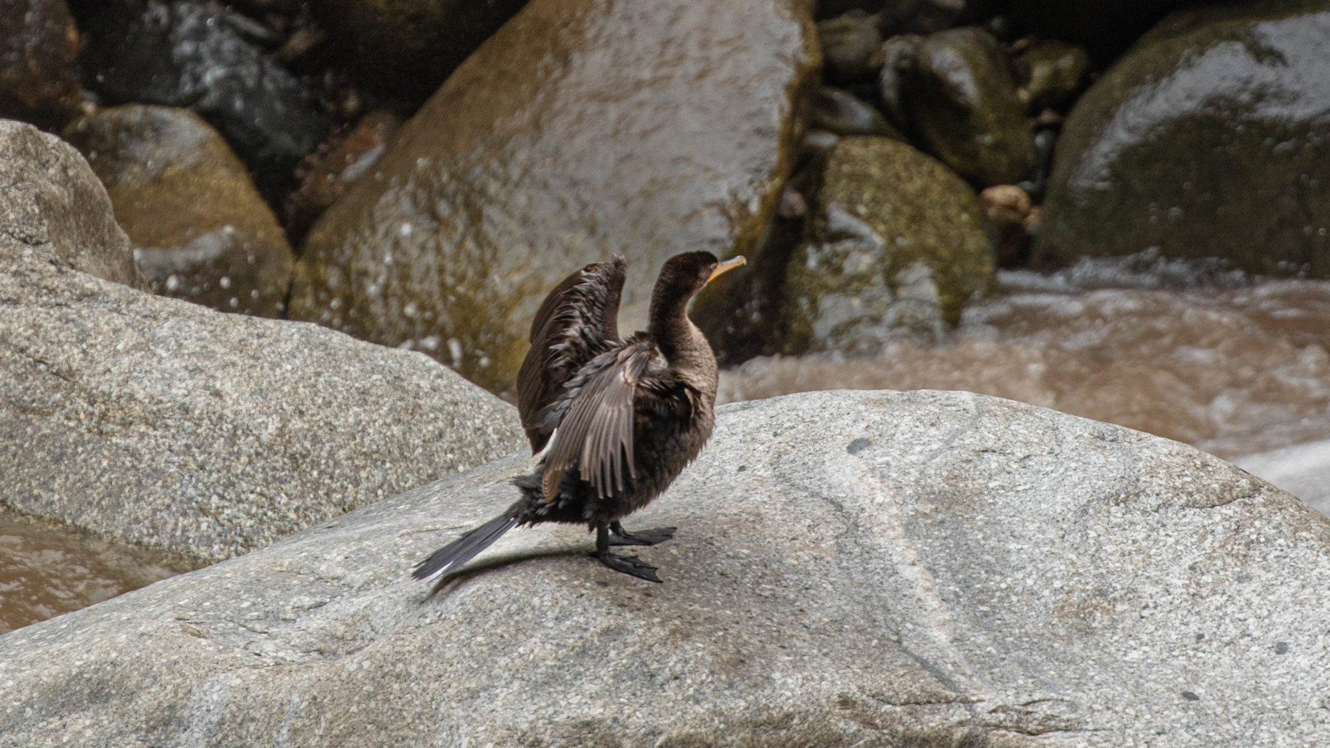 Neotropic Cormorant