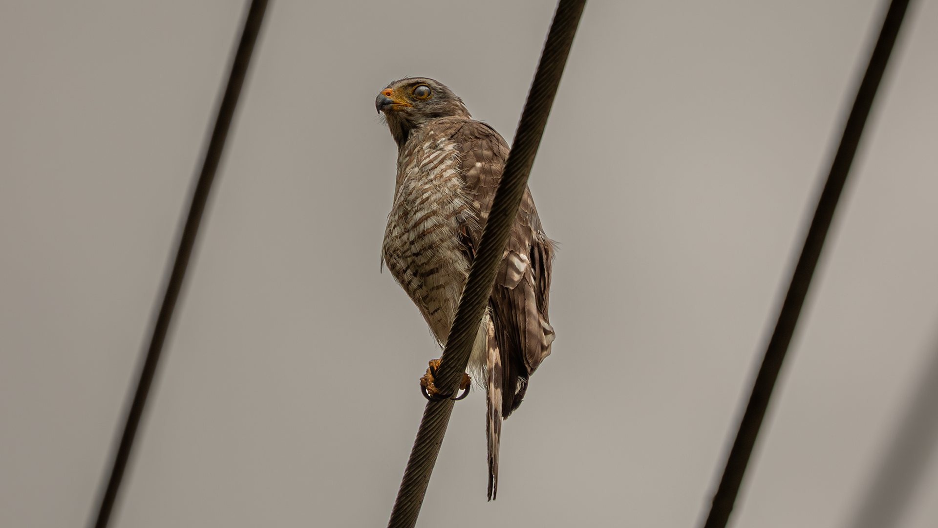 Roadside Hawk