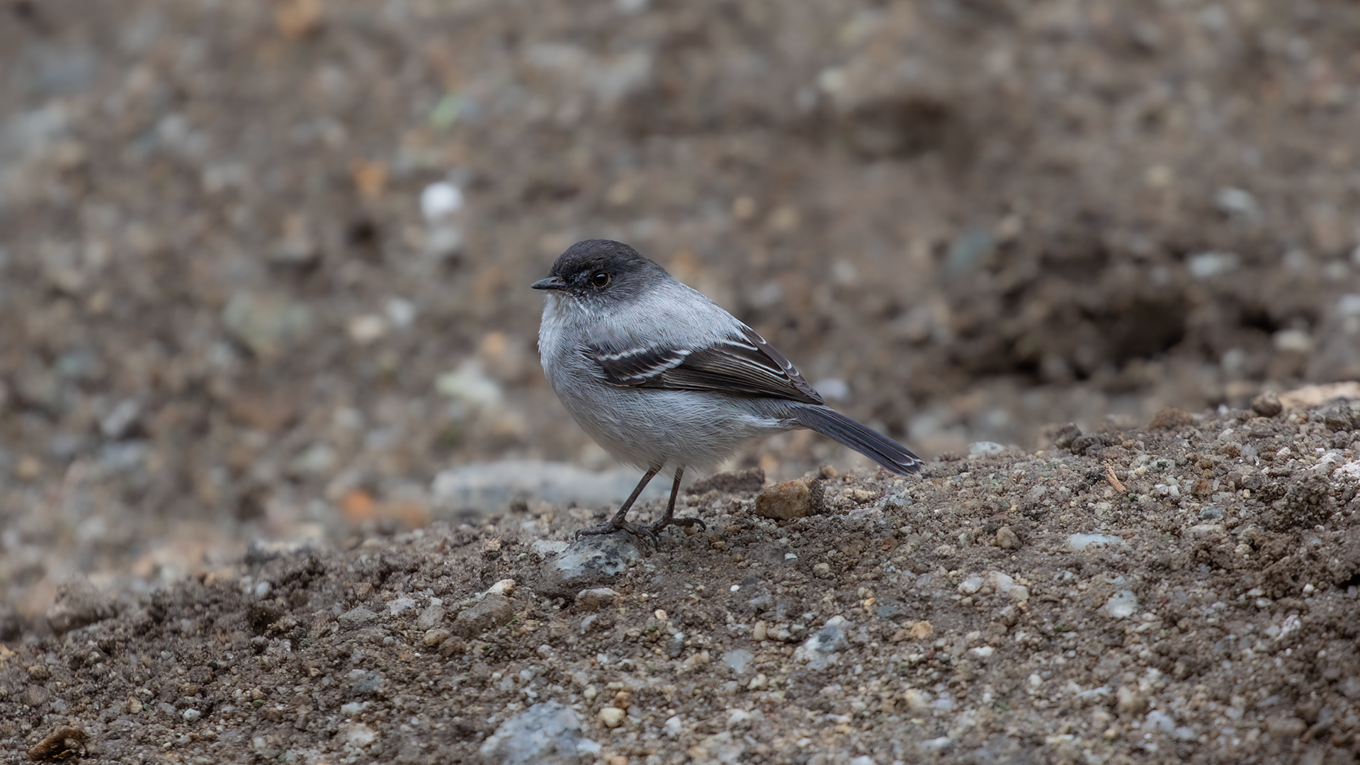Torrent Tyrannulet