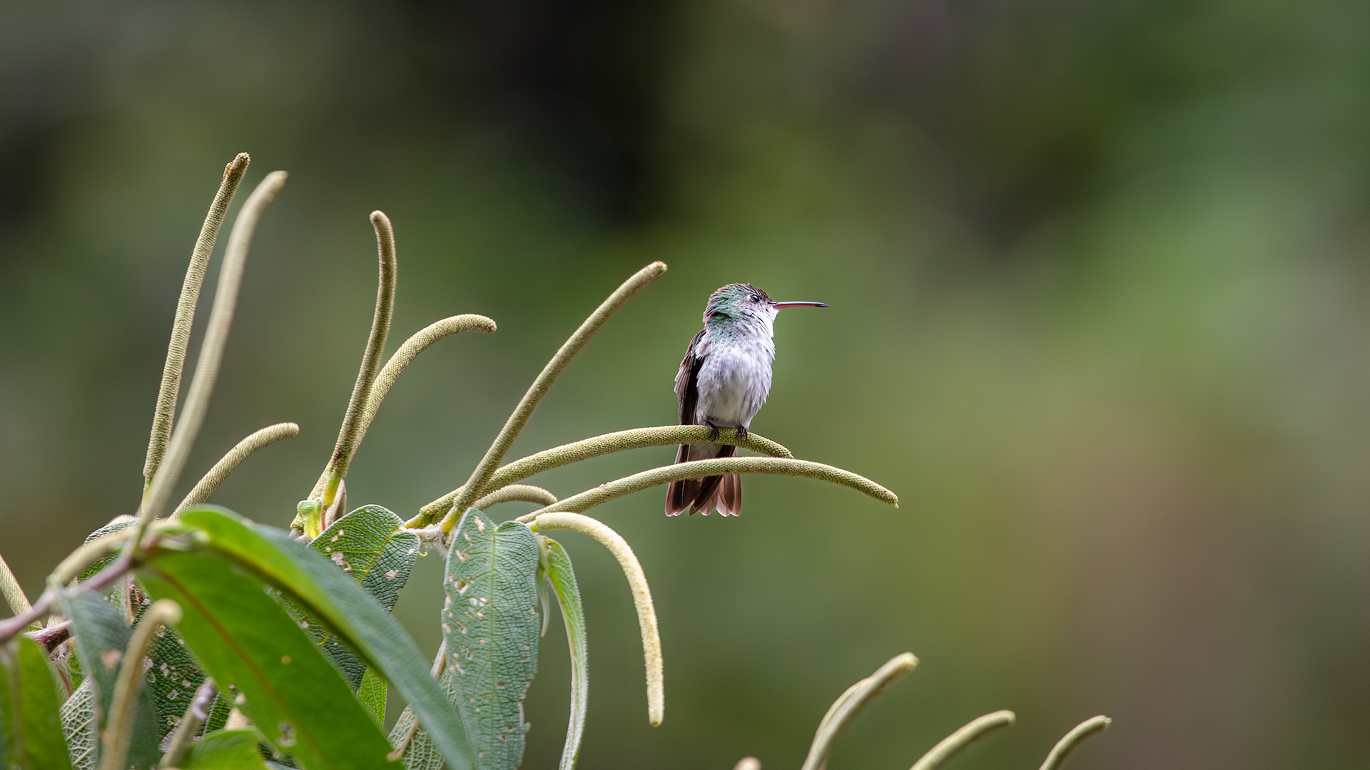 White-bellied Emerald
