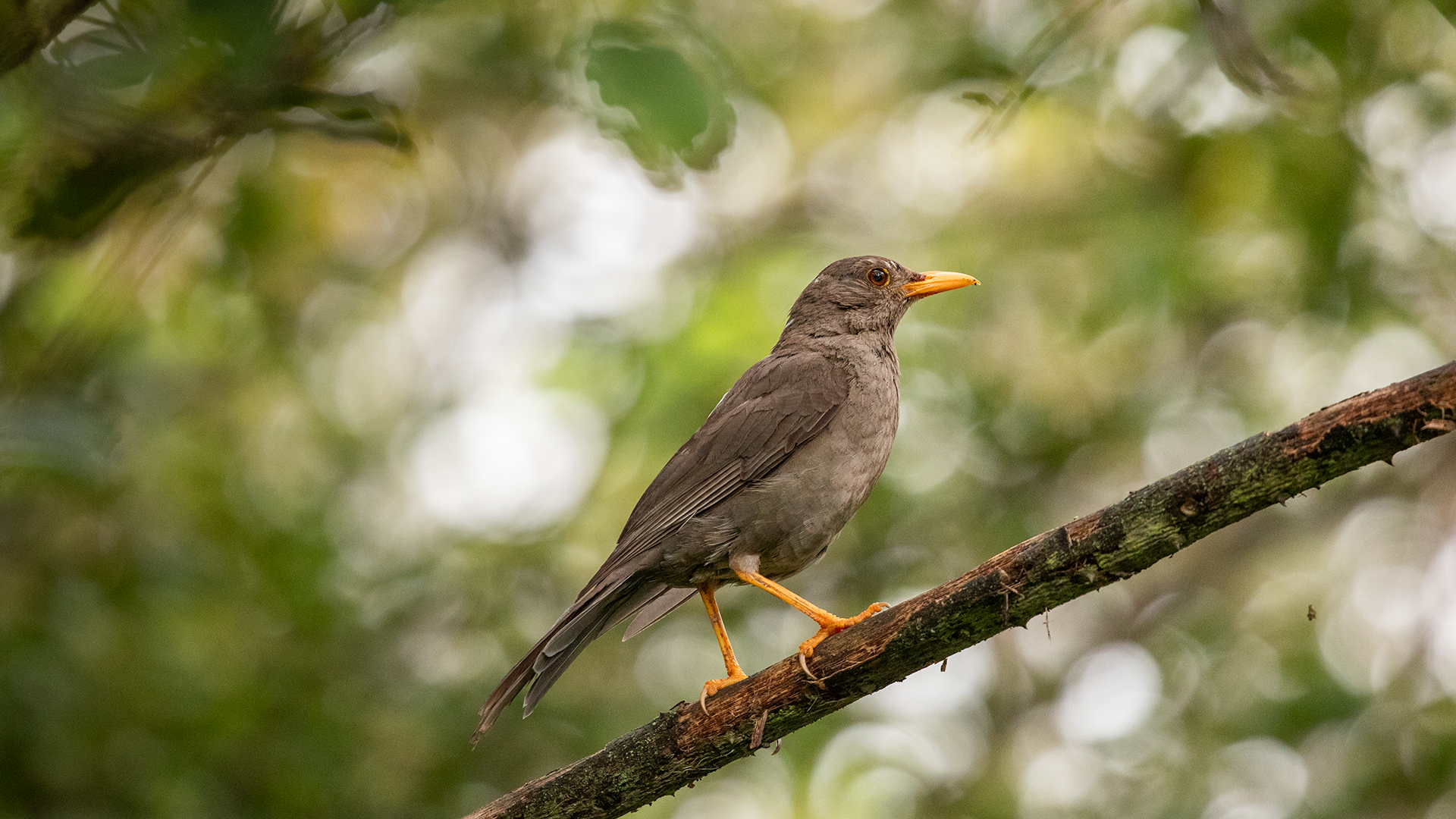 Chiguanco Thrush