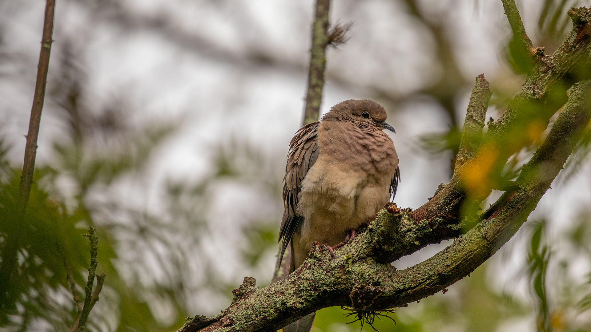 Eared Dove