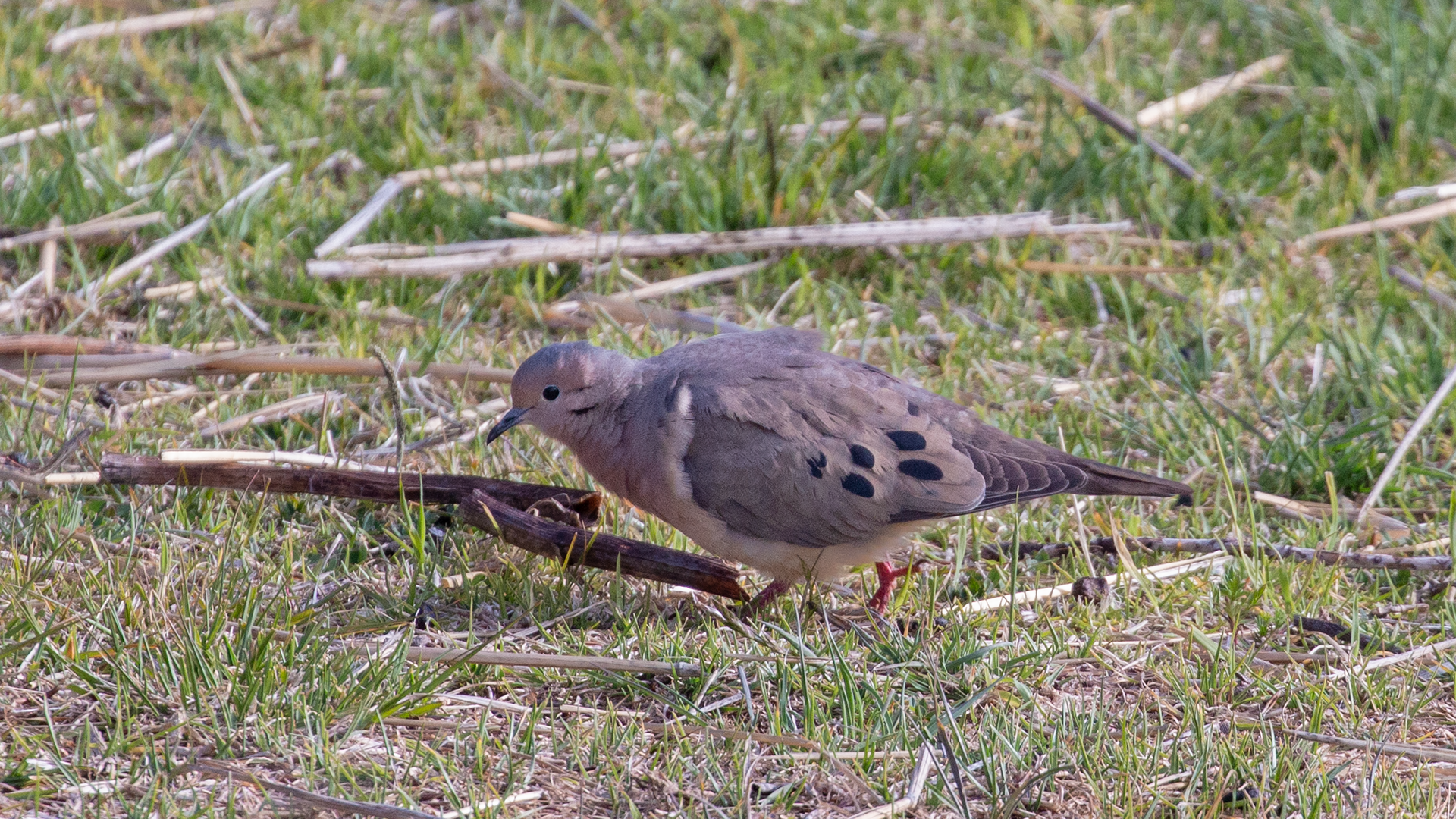 Eared Dove