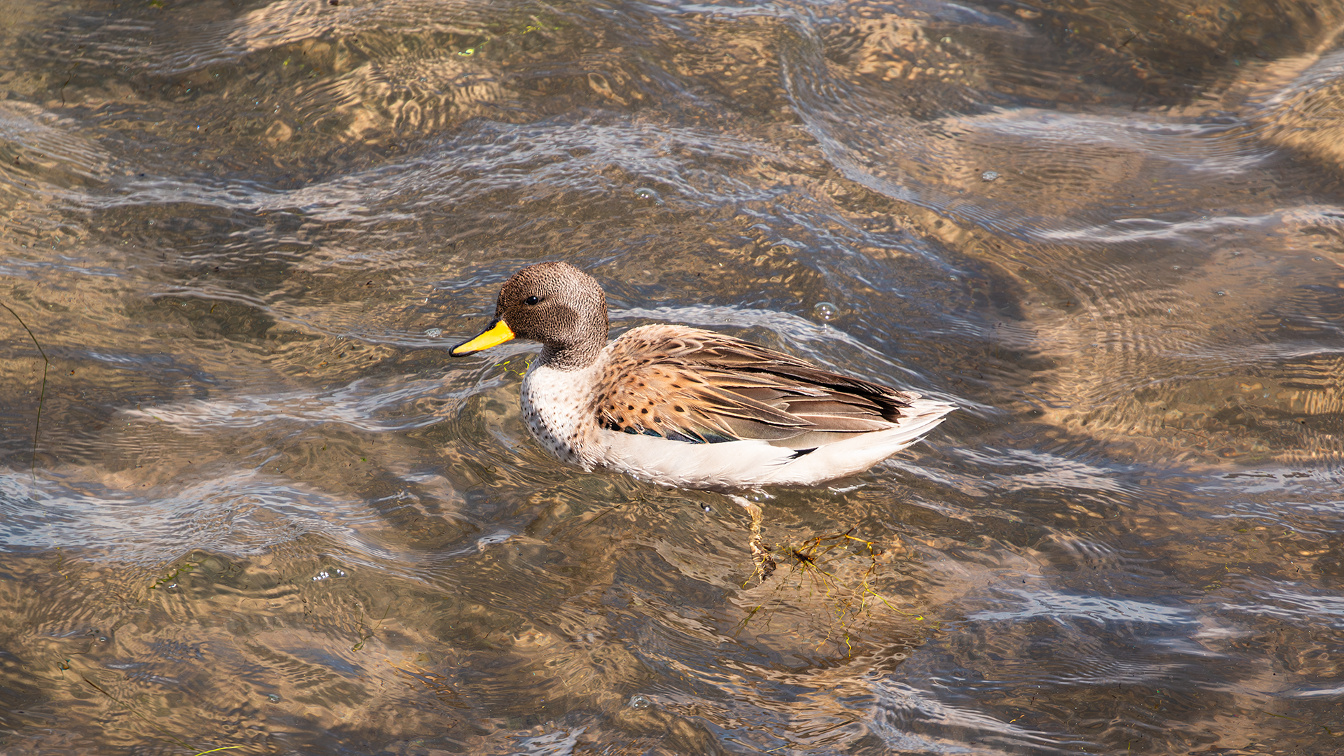 Yellow-billed Teal