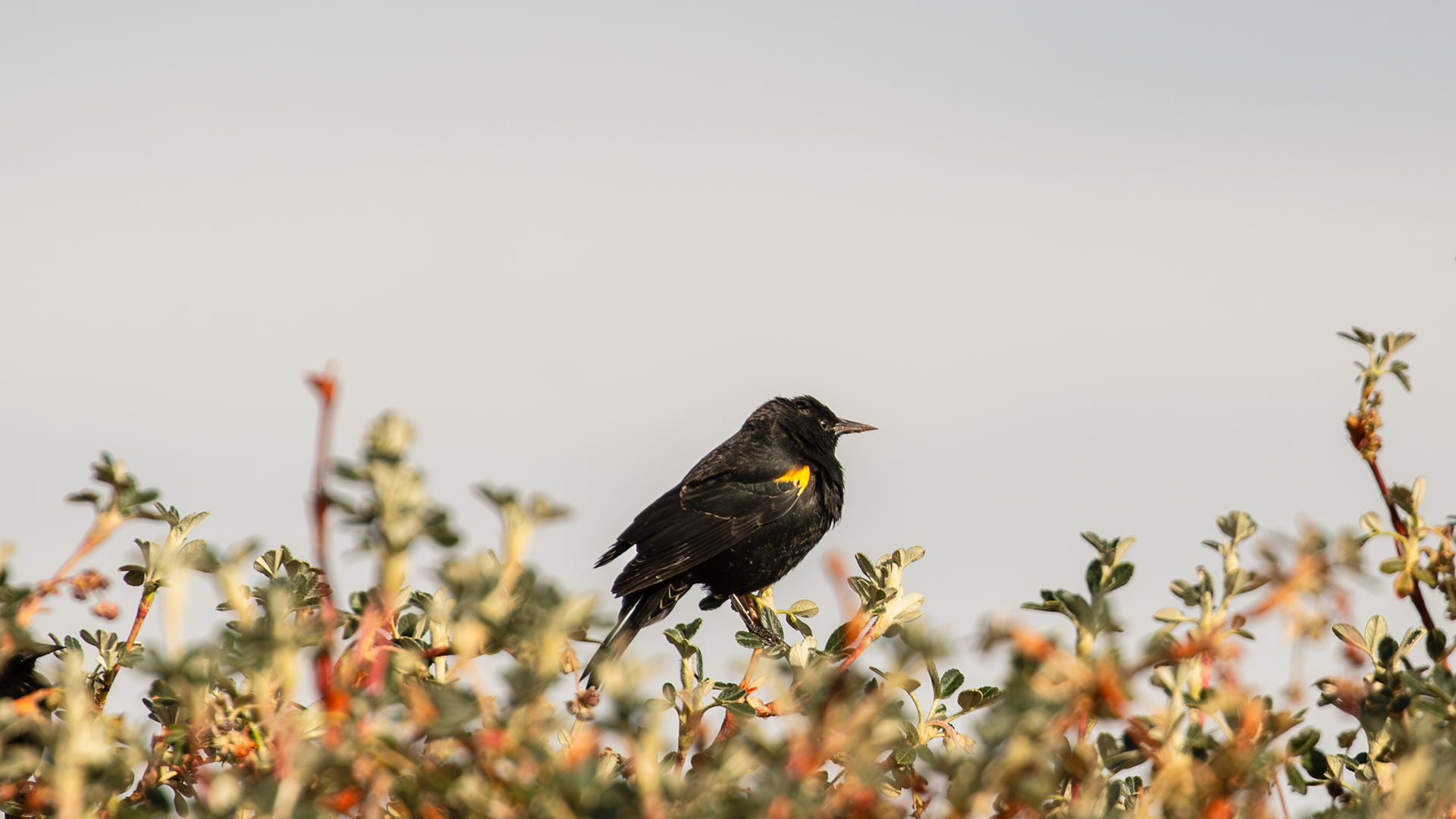 Yellow-winged Blackbird