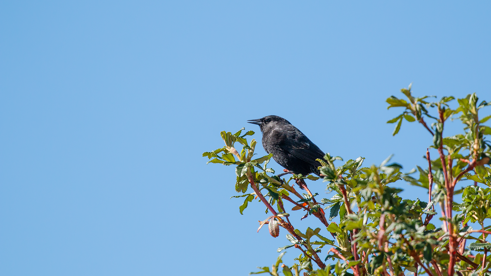 Yellow-winged Blackbird