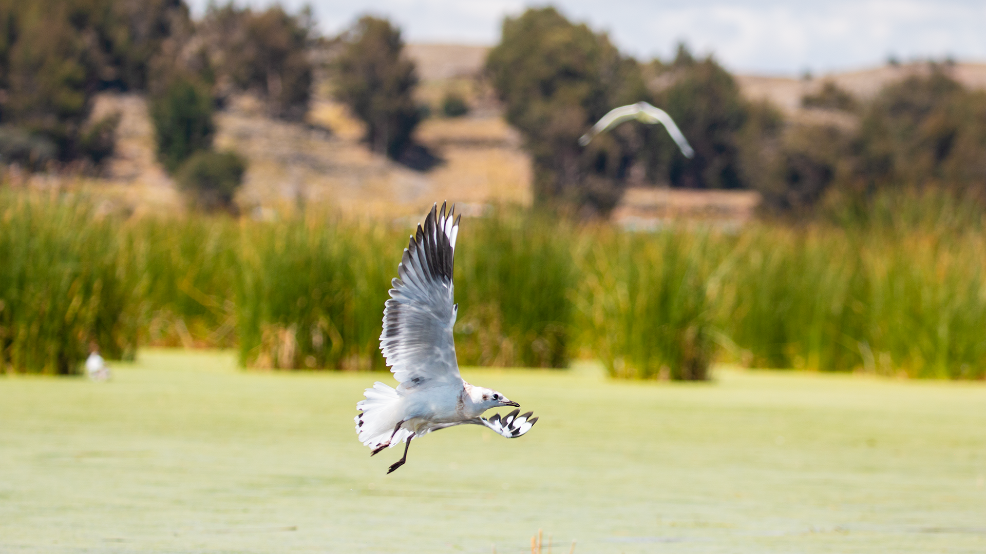 Andean Gull