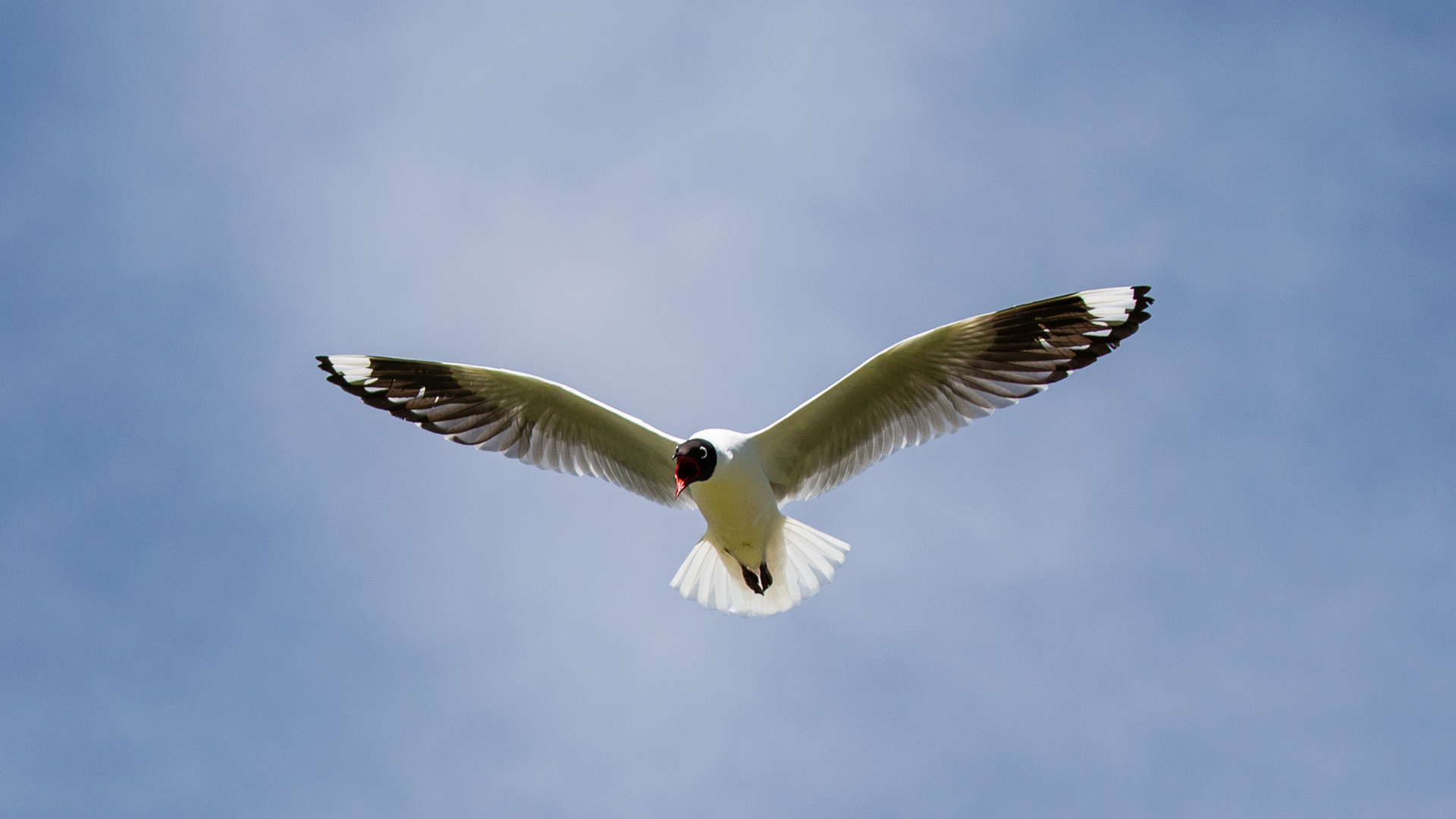 Andean Gull