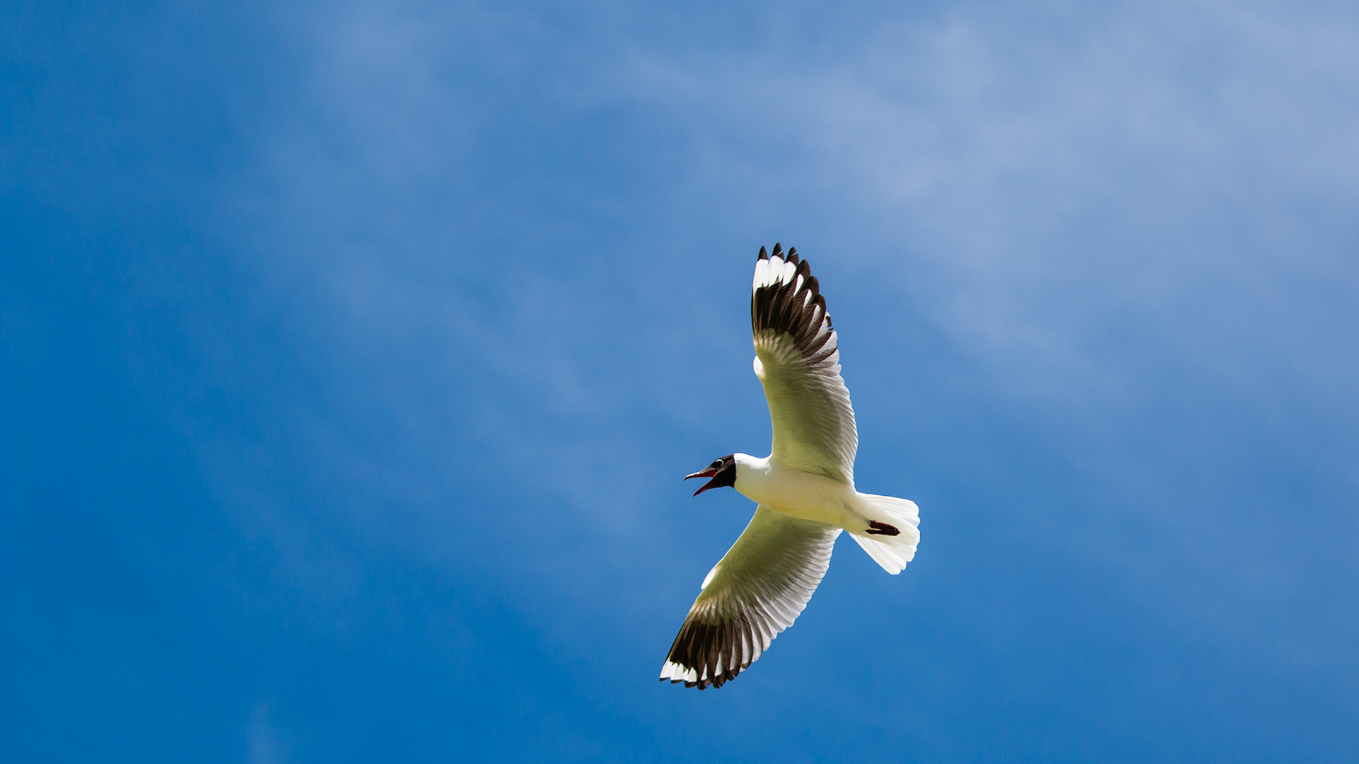 Andean Gull
