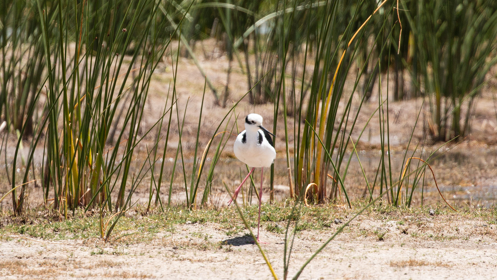 Black-necked Stilt