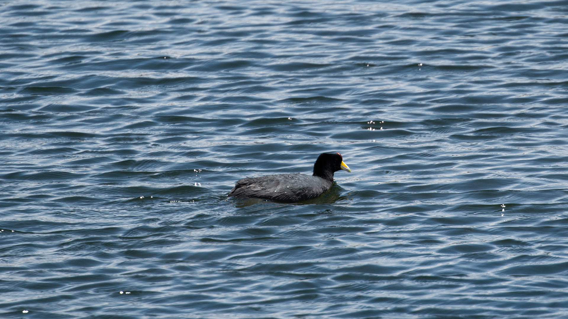 Giant Coot