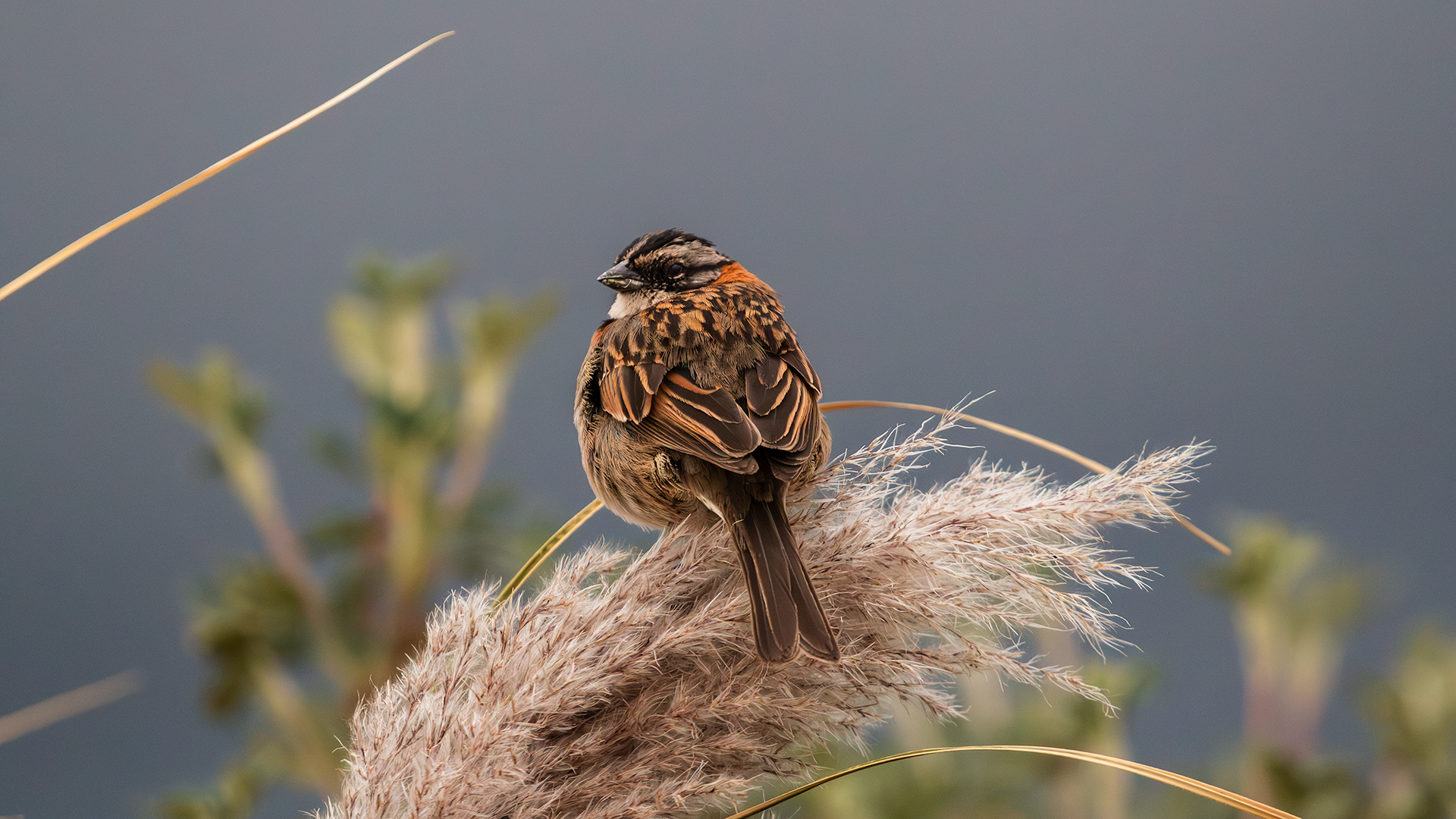 Rufous-collared Sparrow
