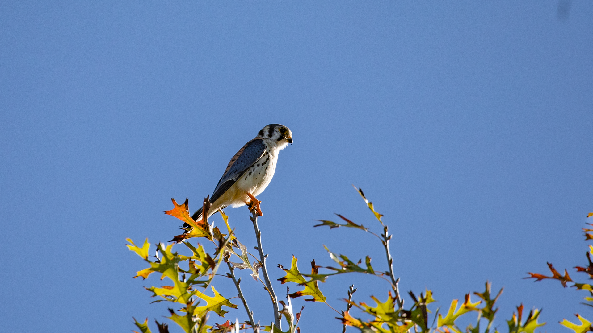 American Kestrel