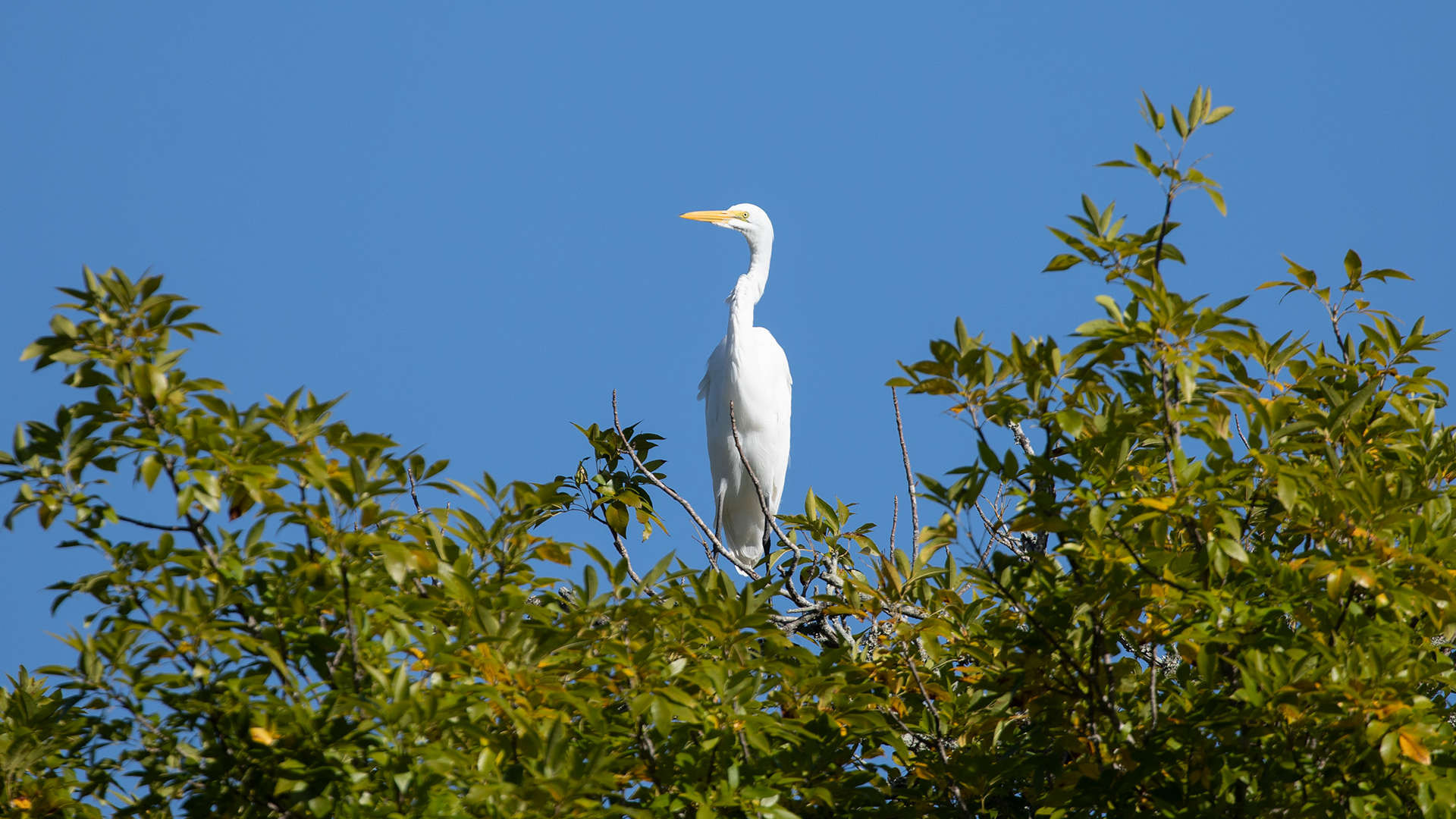 Great Egret