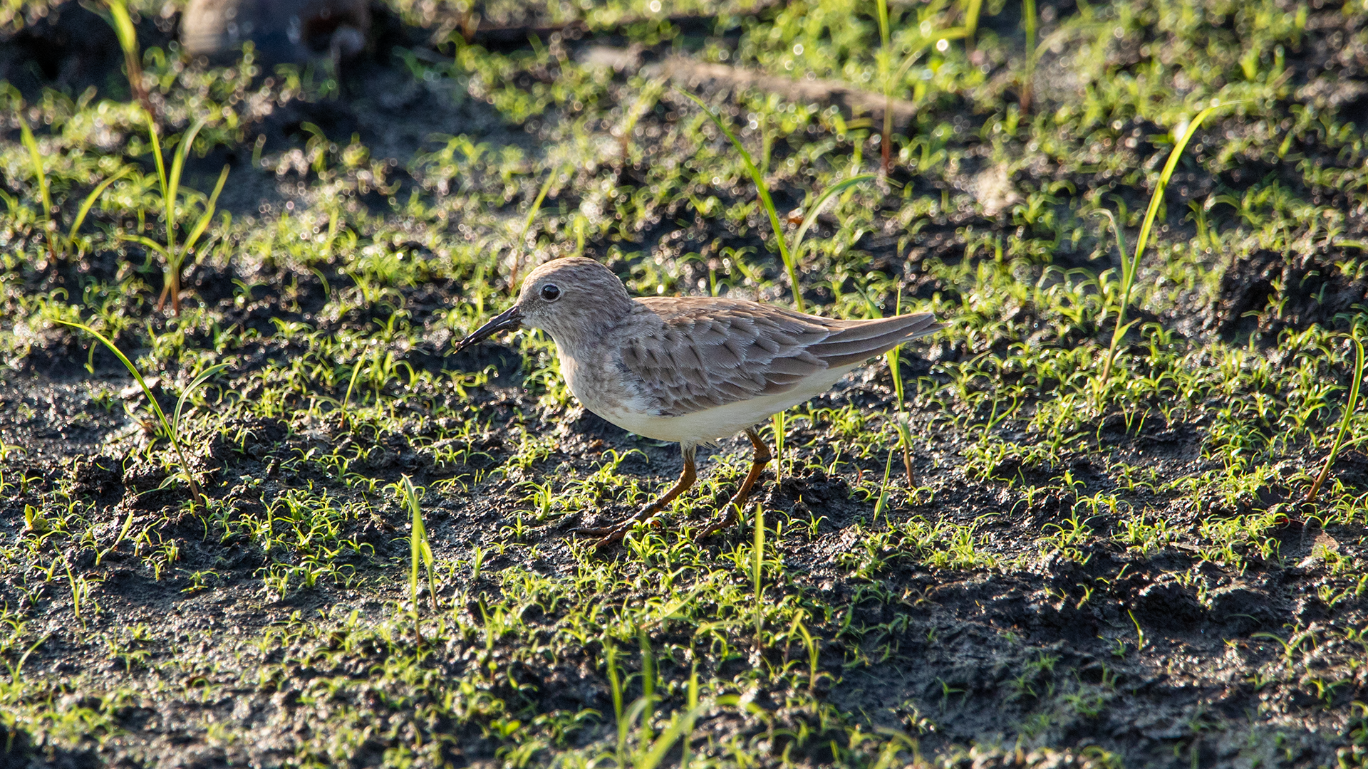 Least Sandpiper