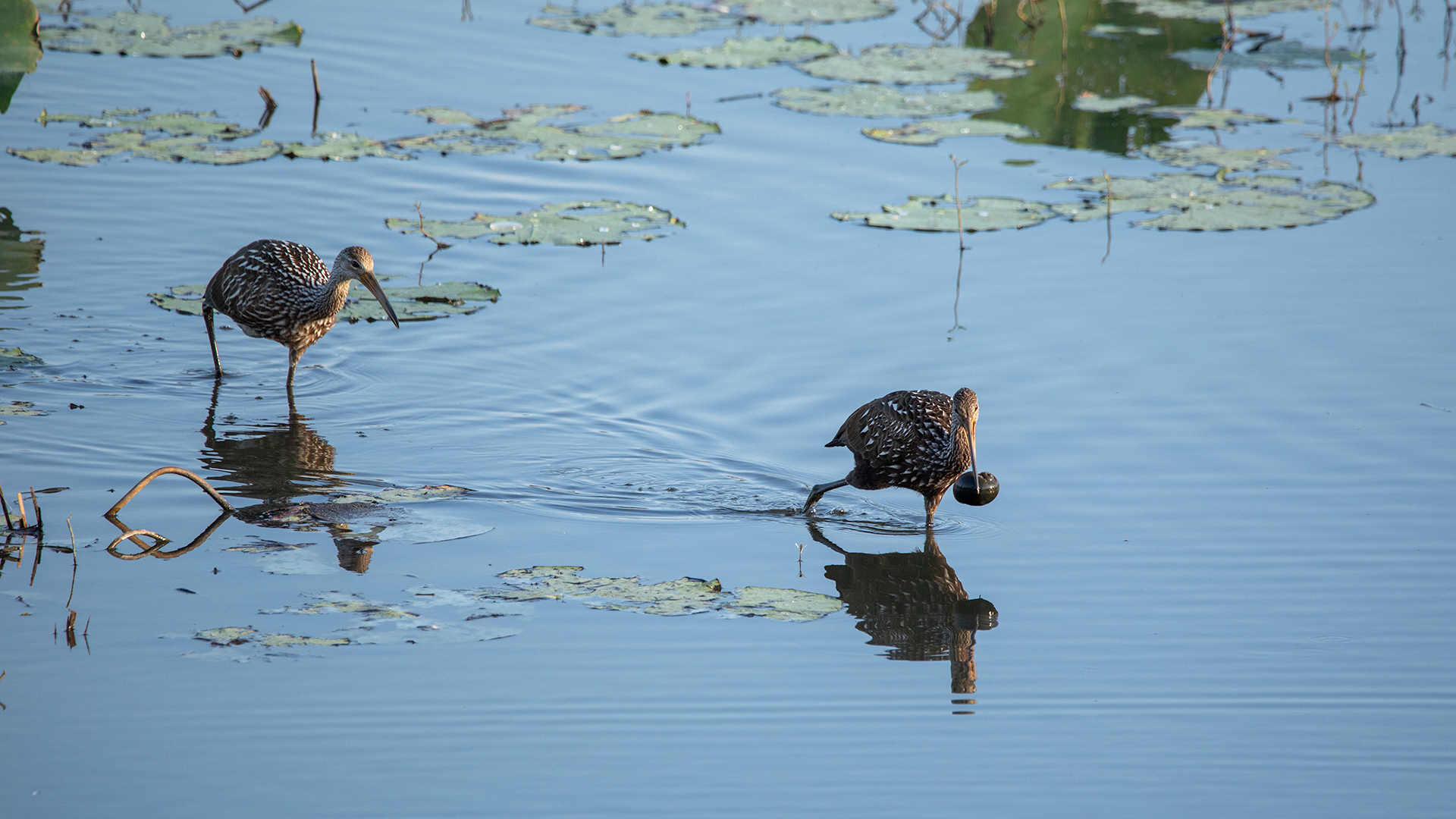 Limpkin