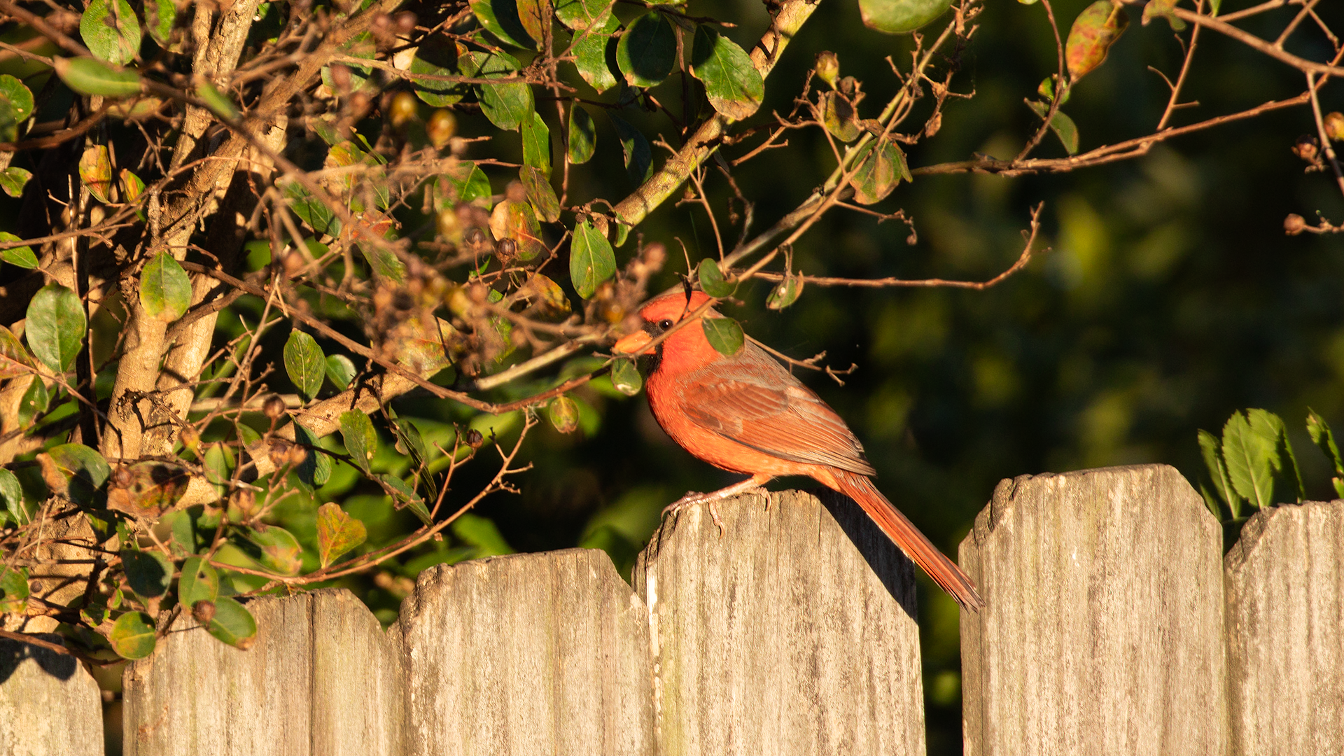 Northern Cardinal