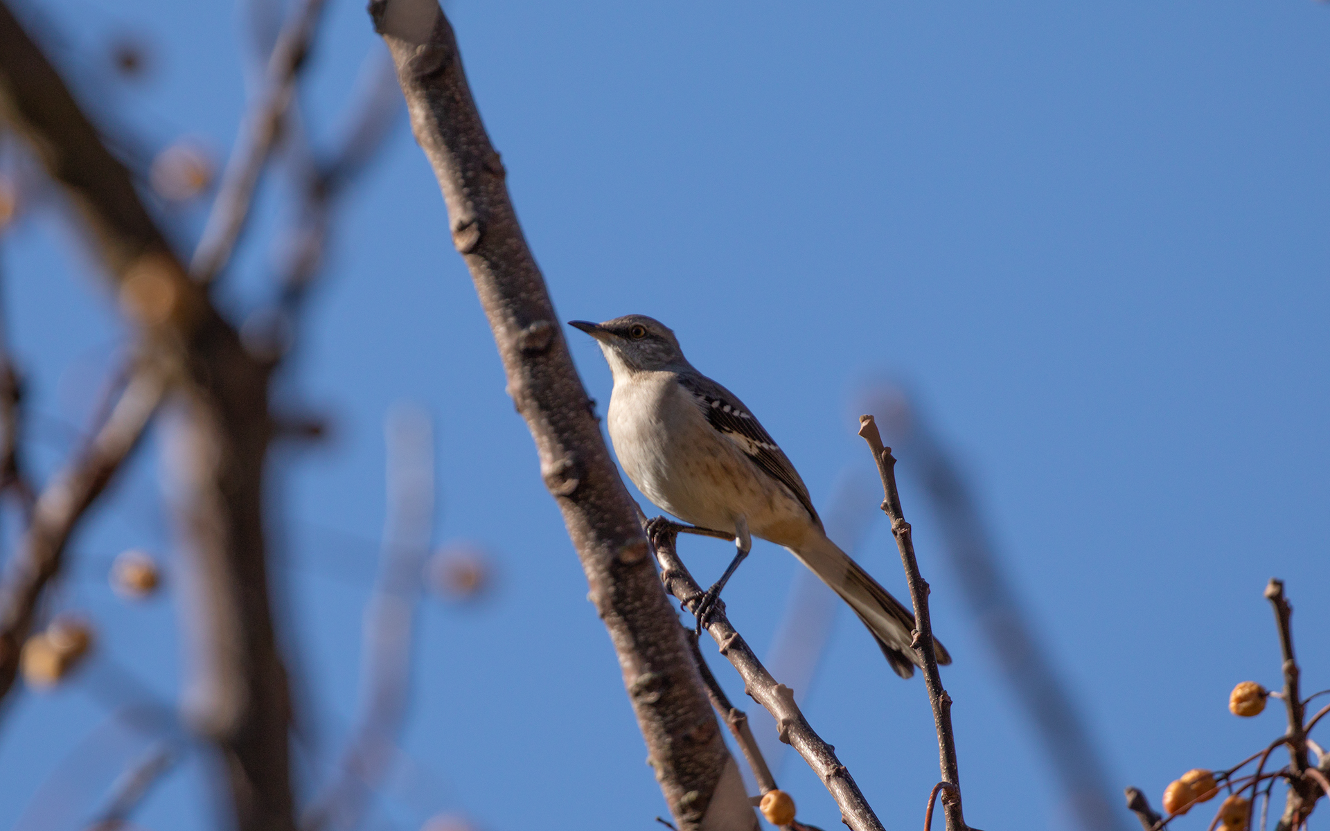 Northern Mockingbird