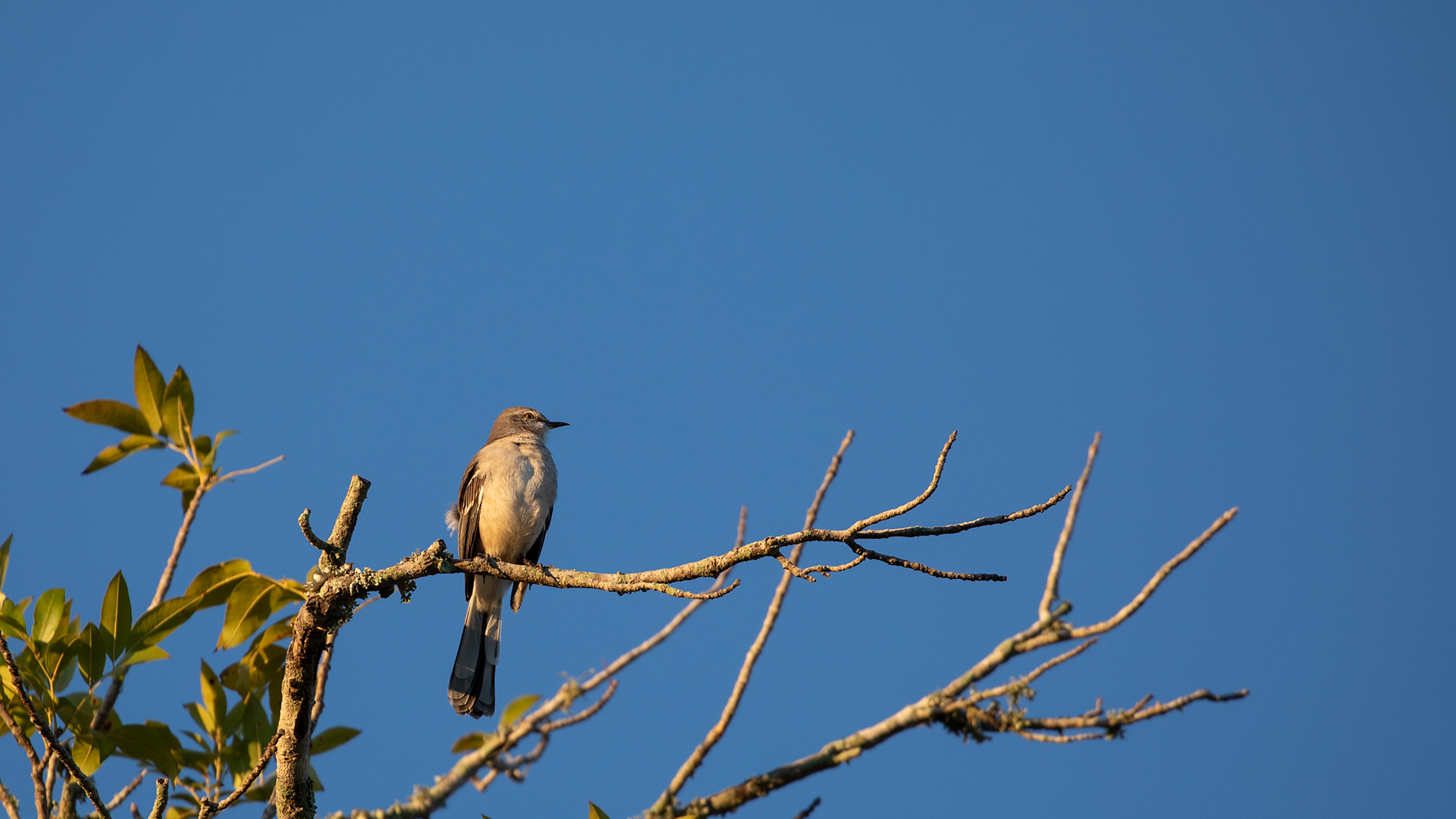 Northern Mockingbird
