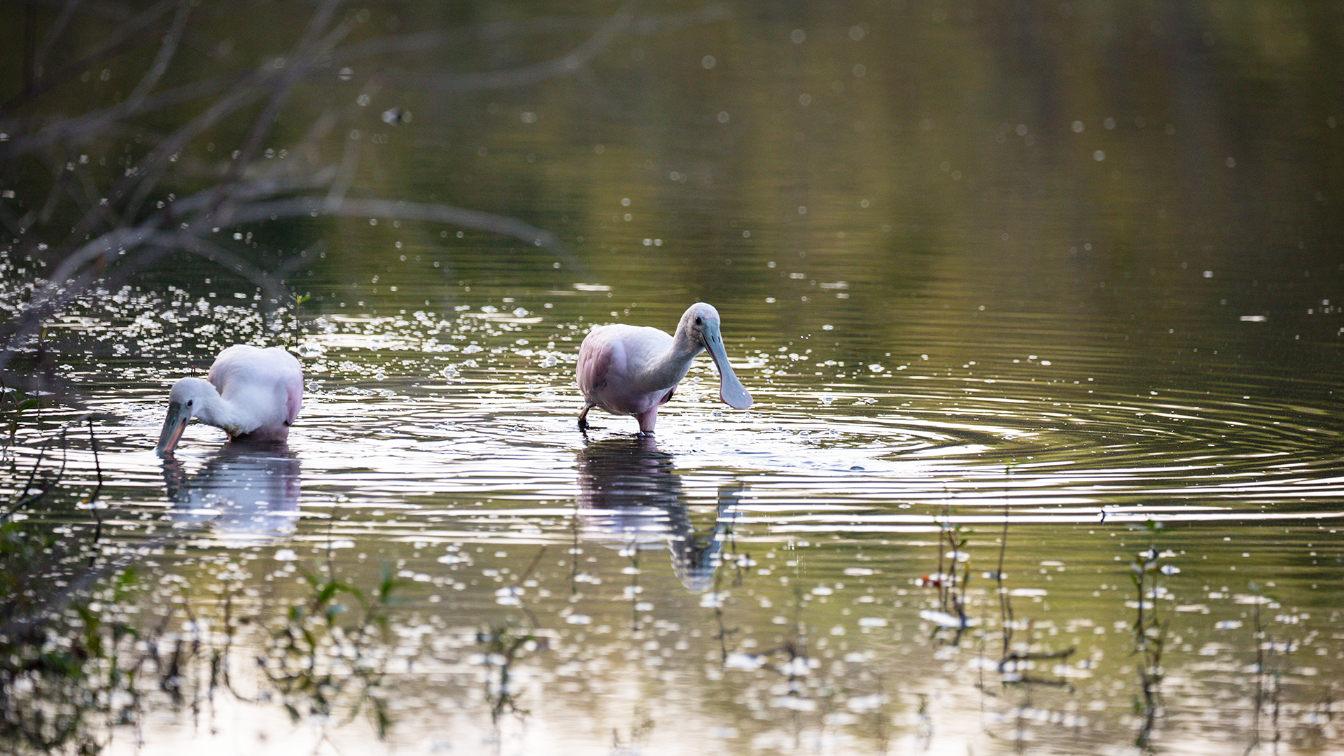 Roseate Spoonbill