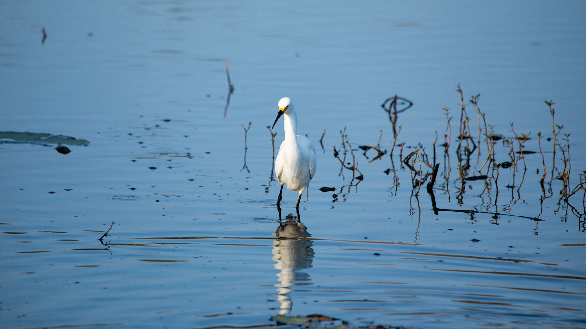 Snowy Egret