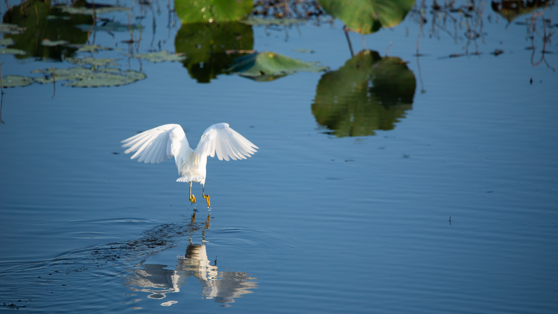 Snowy Egret